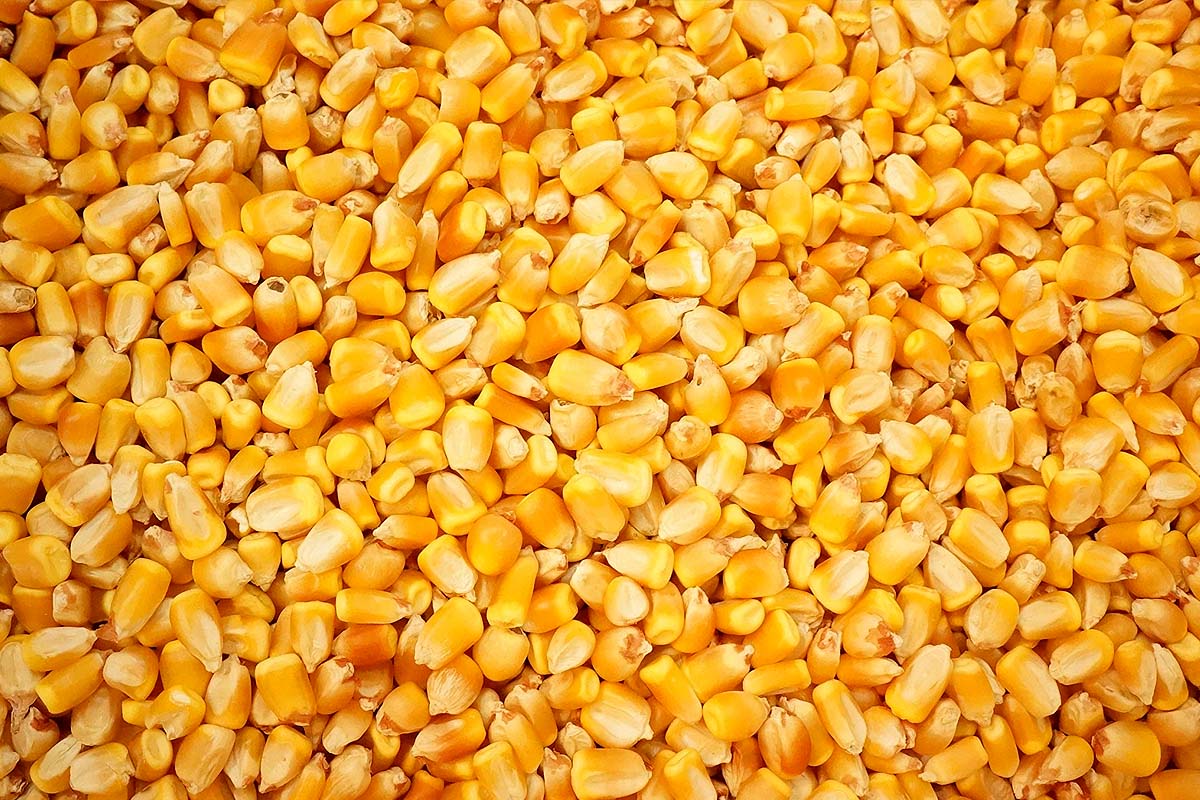 Yellow Dent Corn