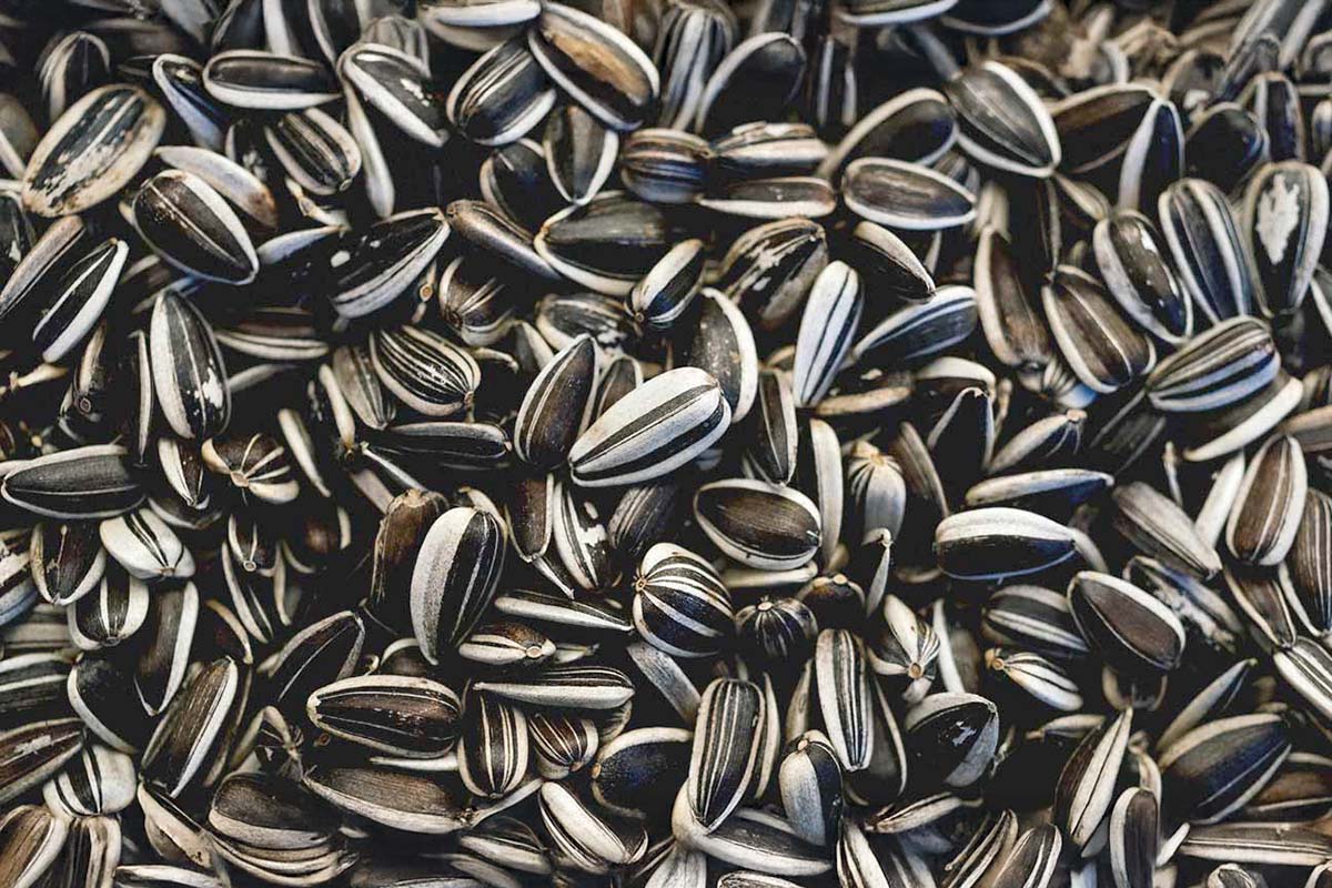 Sunflower Seeds